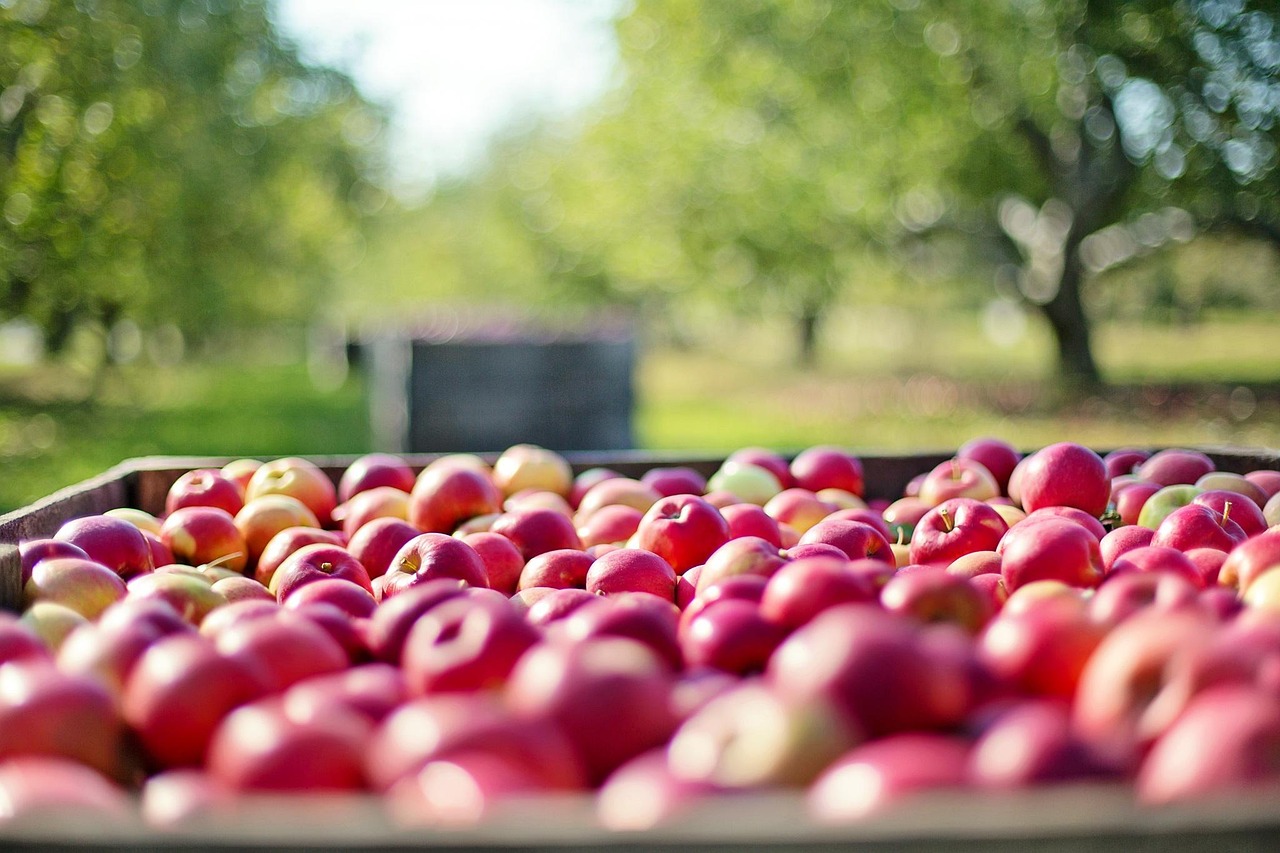 Calcário em Plantas Frutíferas: 4 Dicas para uma Colheita Farta