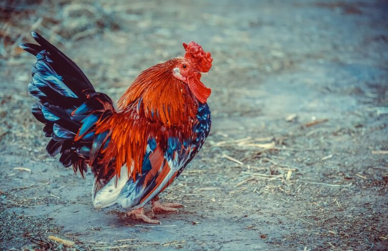 Significado de sonhar com galinha viva:Veja o que pode ser