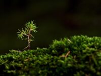 Tirar Muda de Orquídea: 3 Técnicas Simples para Iniciantes