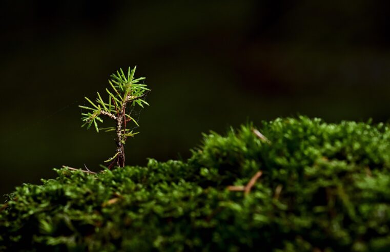 Tirar Muda de Orquídea: 3 Técnicas Simples para Iniciantes