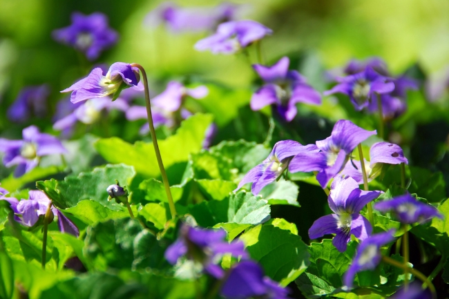 Muda de Violeta: 7 Passos para Cultivar com Sucesso