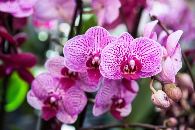 Tirar Muda de Orquídea: 3 Técnicas Simples para Iniciantes