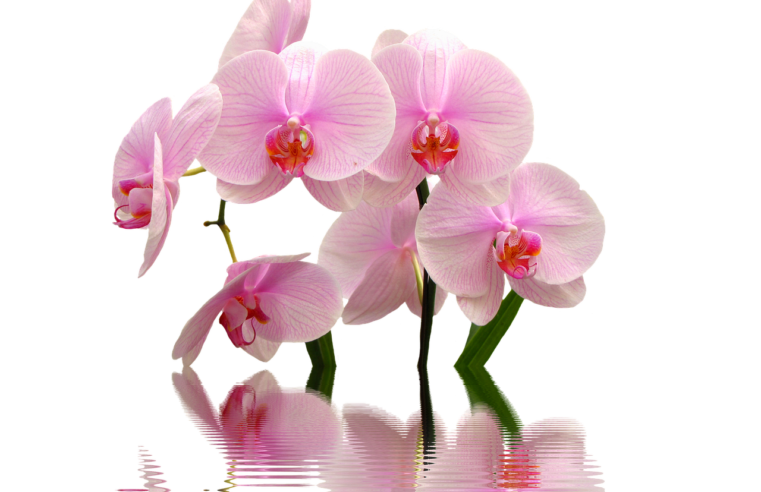 10 Tipos de Orquídeas do Mato que Vão Encantar seu Jardim