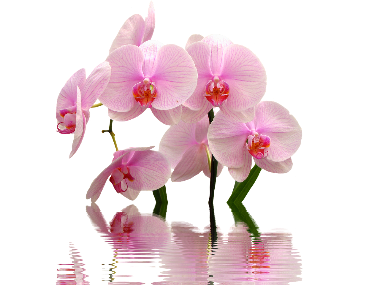 10 Tipos de Orquídeas do Mato que Vão Encantar seu Jardim