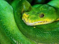 Cuidar de Arruda: 5 Dicas para uma Planta Sempre Saudável