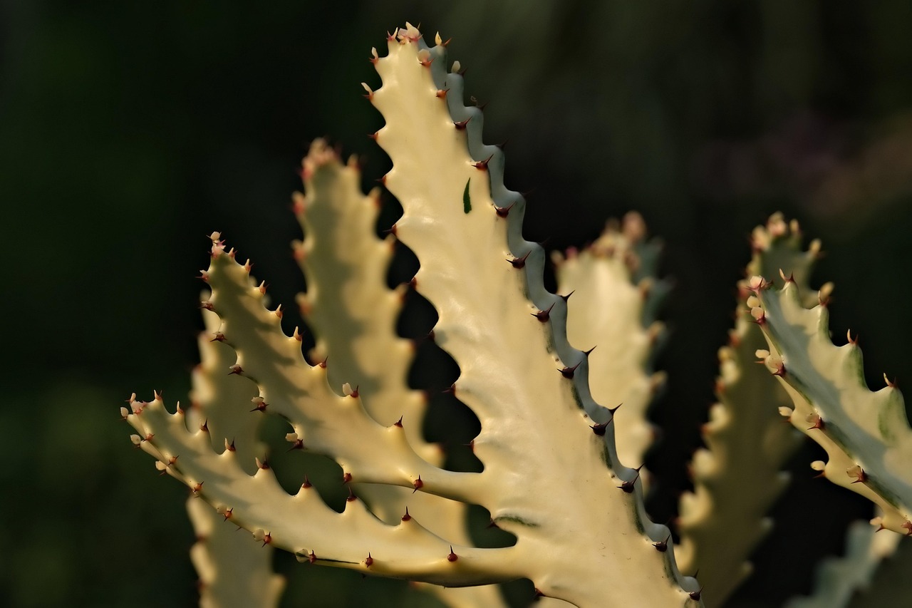 Muda de Cacto: 6 Passos Fáceis para Multiplicar suas Plantas