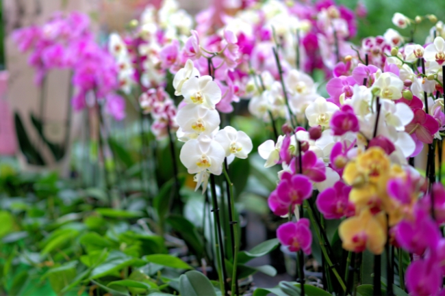 Plantar Orquídeas na Terra: 2 Dicas para Flores Deslumbrantes
