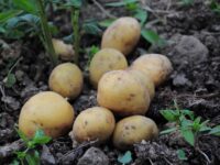 Plantar Batata Inglesa: 3 Dicas para uma Colheita Abundante
