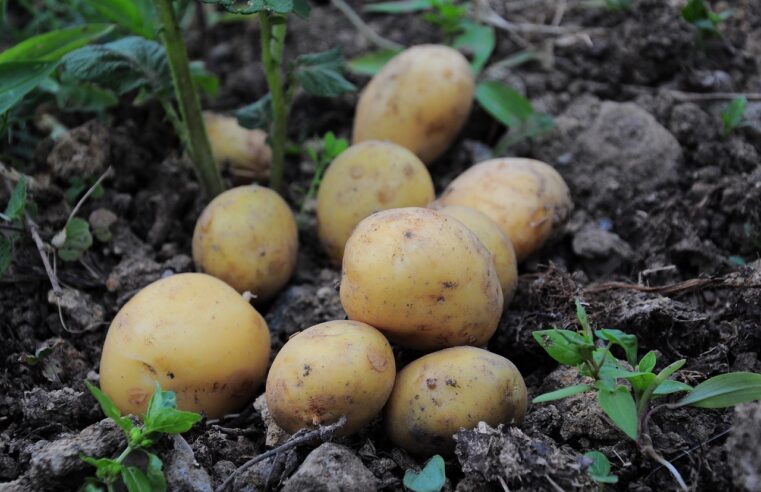 Plantar Batata Inglesa: 3 Dicas para uma Colheita Abundante