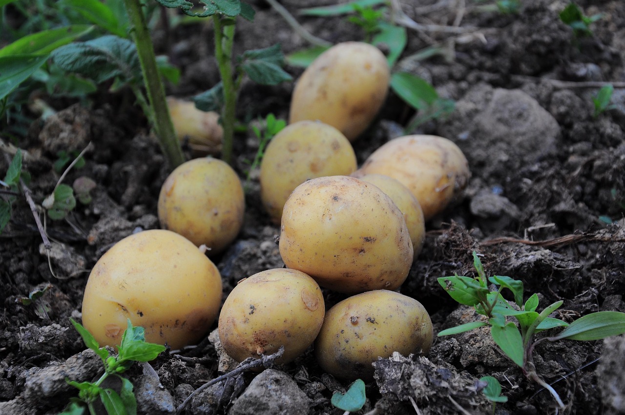 Plantar Batata Inglesa: 3 Dicas para uma Colheita Abundante
