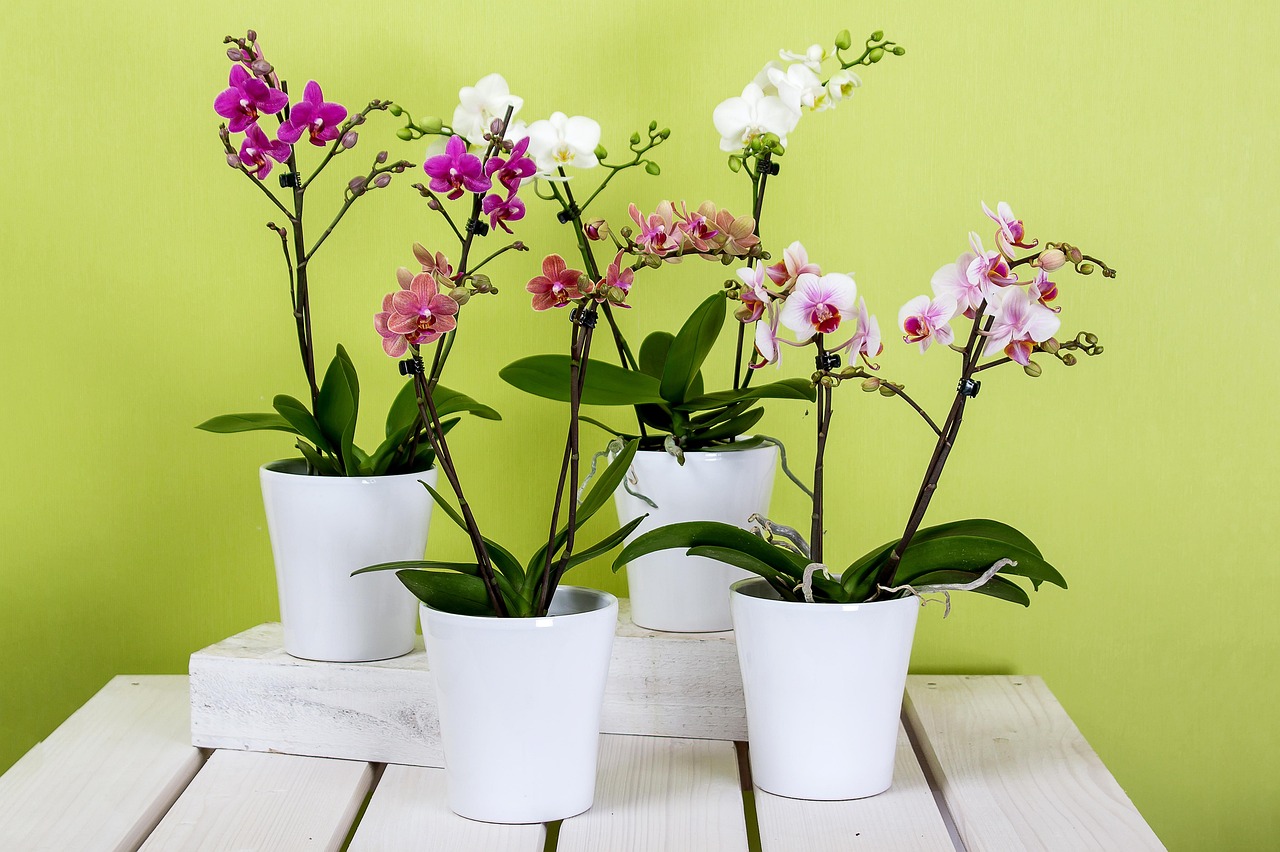 Plantar Orquídeas na Terra: 2 Dicas para Flores Deslumbrantes