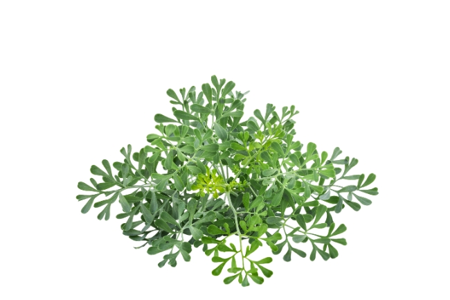 Cuidar de Arruda: 5 Dicas para uma Planta Sempre Saudável