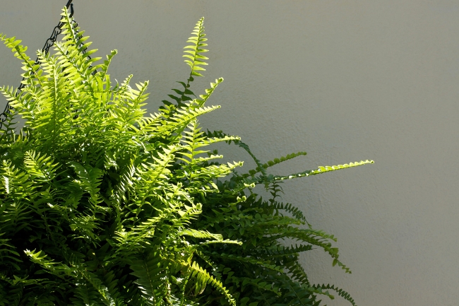 Plantas que Gostam de Sombra: 7 Espécies Perfeitas para Casa