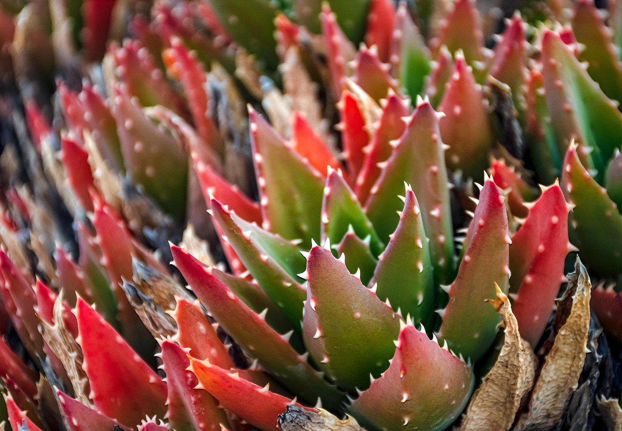 20 Plantas que Sobrevivem com Pouca Água: Ideal para Iniciantes