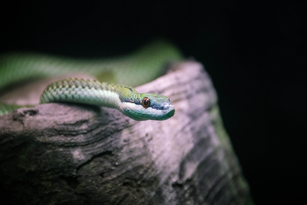 Acabar com Lagartas no Pé de Maracujá: 3 Soluções Naturais