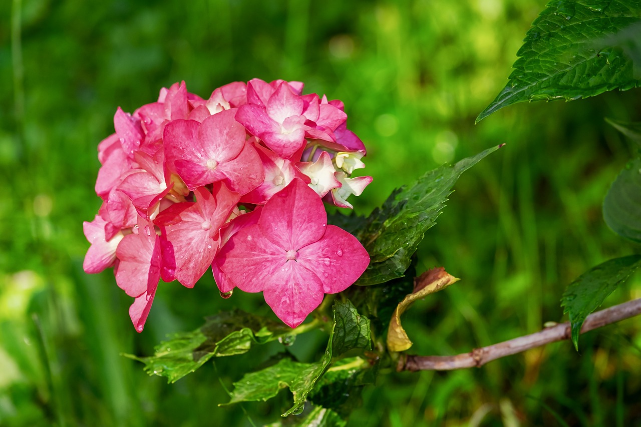 Muda de Hortênsia: 12 Dicas para um Jardim Deslumbrante