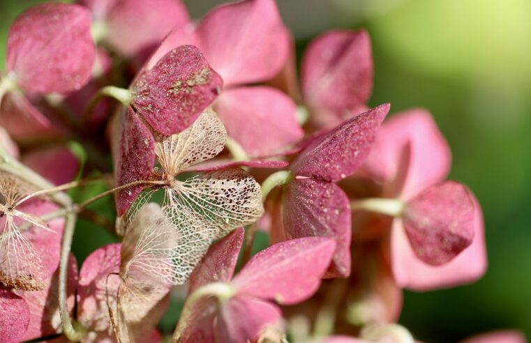 Muda de Hortênsia: 12 Dicas para um Jardim Deslumbrante