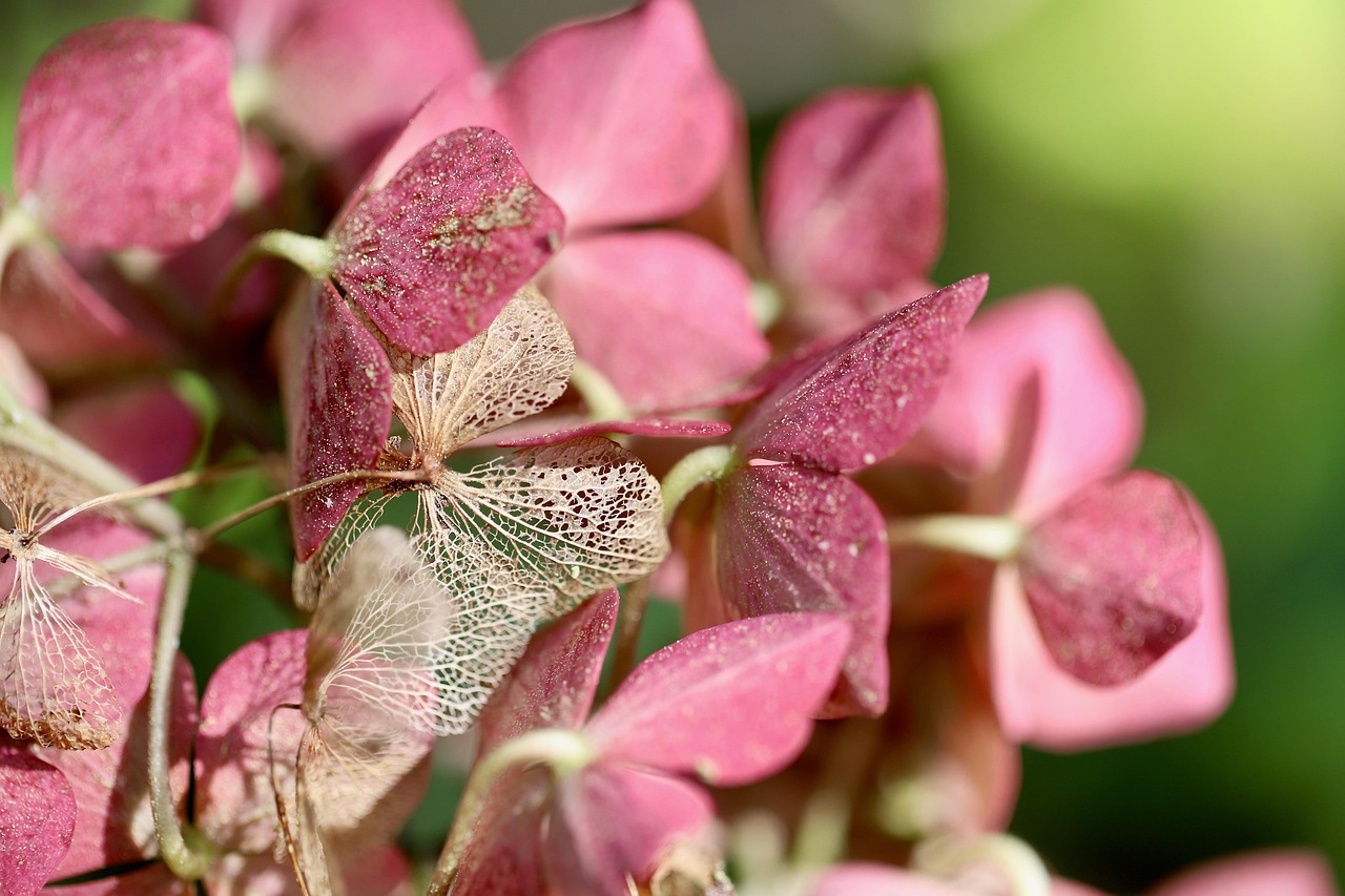 Muda de Hortênsia: 12 Dicas para um Jardim Deslumbrante