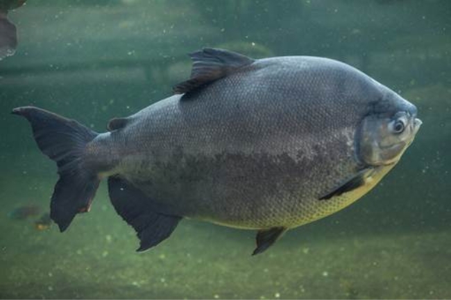 Peixes de Água Doce e Seus Habitats