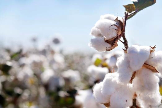 Como Funciona a Cadeia Produtiva do Algodão no Brasil