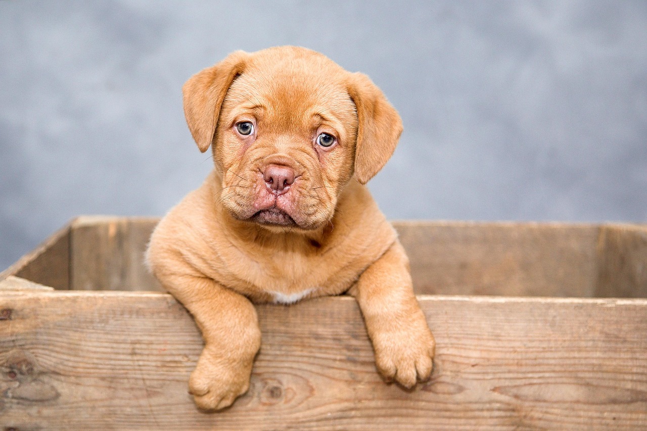 Cachorro Deficiente: 5 Cuidados Essenciais para uma Vida Feliz