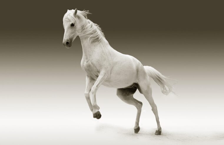 Cavalo Branco na Bíblia: 3 Significados que Vão Surpreender Você