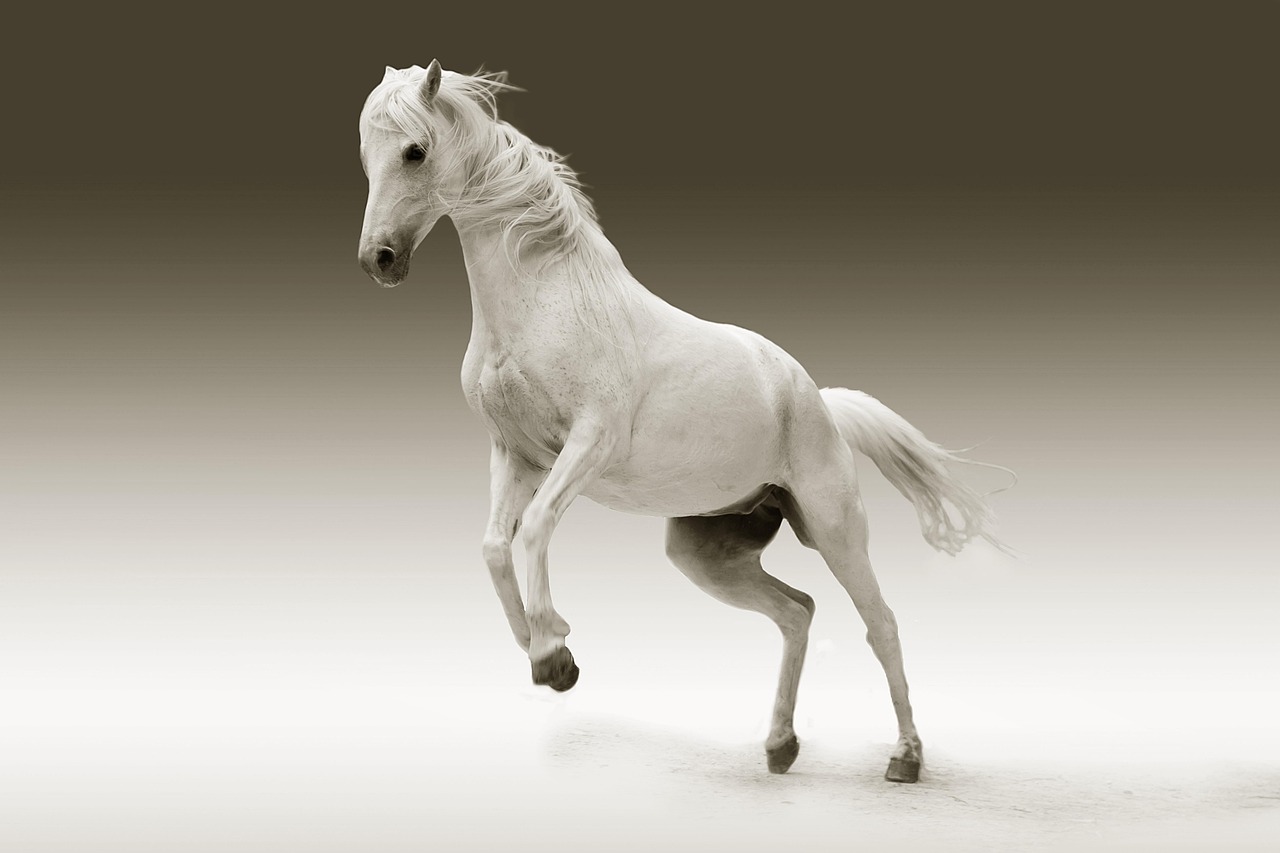 Cavalo Branco na Bíblia: 3 Significados que Vão Surpreender Você