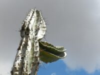 Cuidar de Cacto Mandacaru: 6 Dicas para uma Planta Saudável
