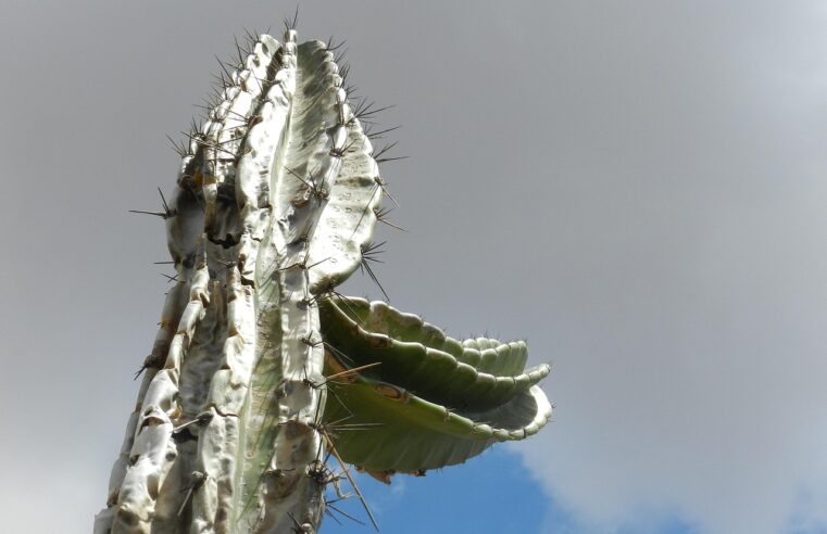 Cuidar de Cacto Mandacaru: 6 Dicas para uma Planta Saudável