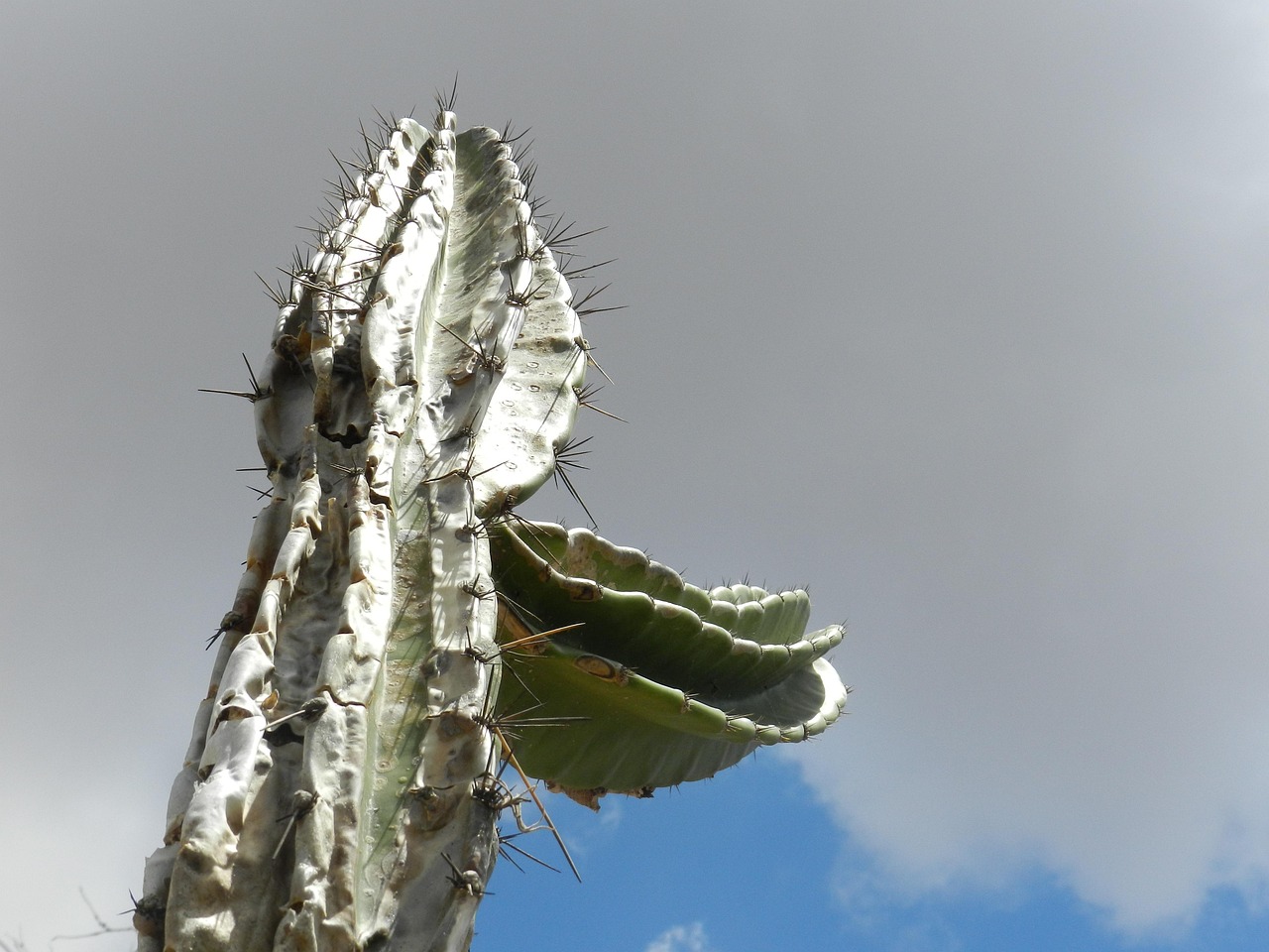 Cuidar de Cacto Mandacaru: 6 Dicas para uma Planta Saudável