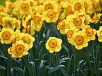 Cuidar de Tulipa: 4 Dicas para Flores Vibrantes o Ano Todo