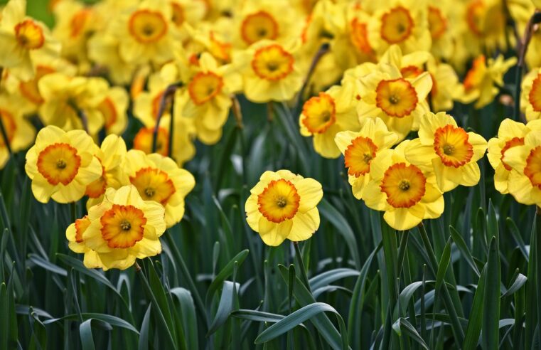 Cuidar de Tulipa: 4 Dicas para Flores Vibrantes o Ano Todo