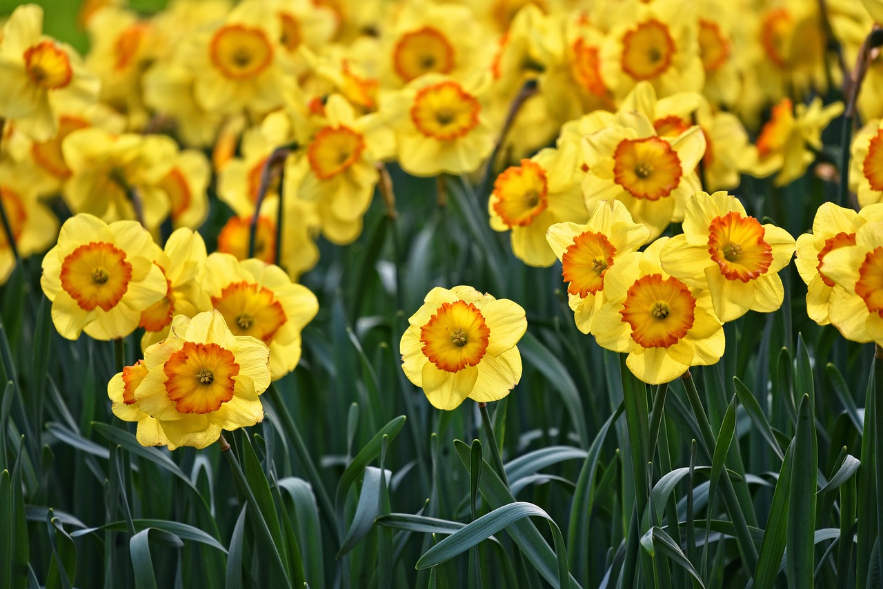 Cuidar de Tulipa: 4 Dicas para Flores Vibrantes o Ano Todo