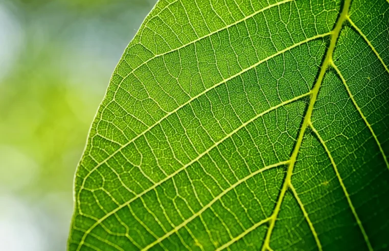 Descubra os Segredos da Pele Radiante com Ingredientes Naturais
