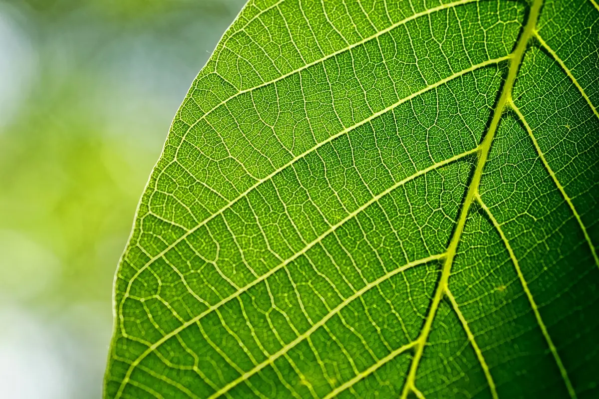 Descubra os Segredos da Pele Radiante com Ingredientes Naturais