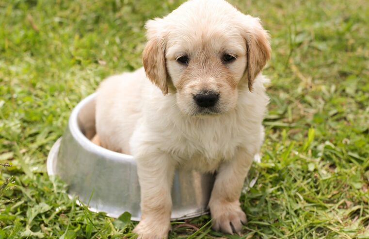 Cachorro Não Quer Comer? 5 Soluções para Cuidar do seu Pet