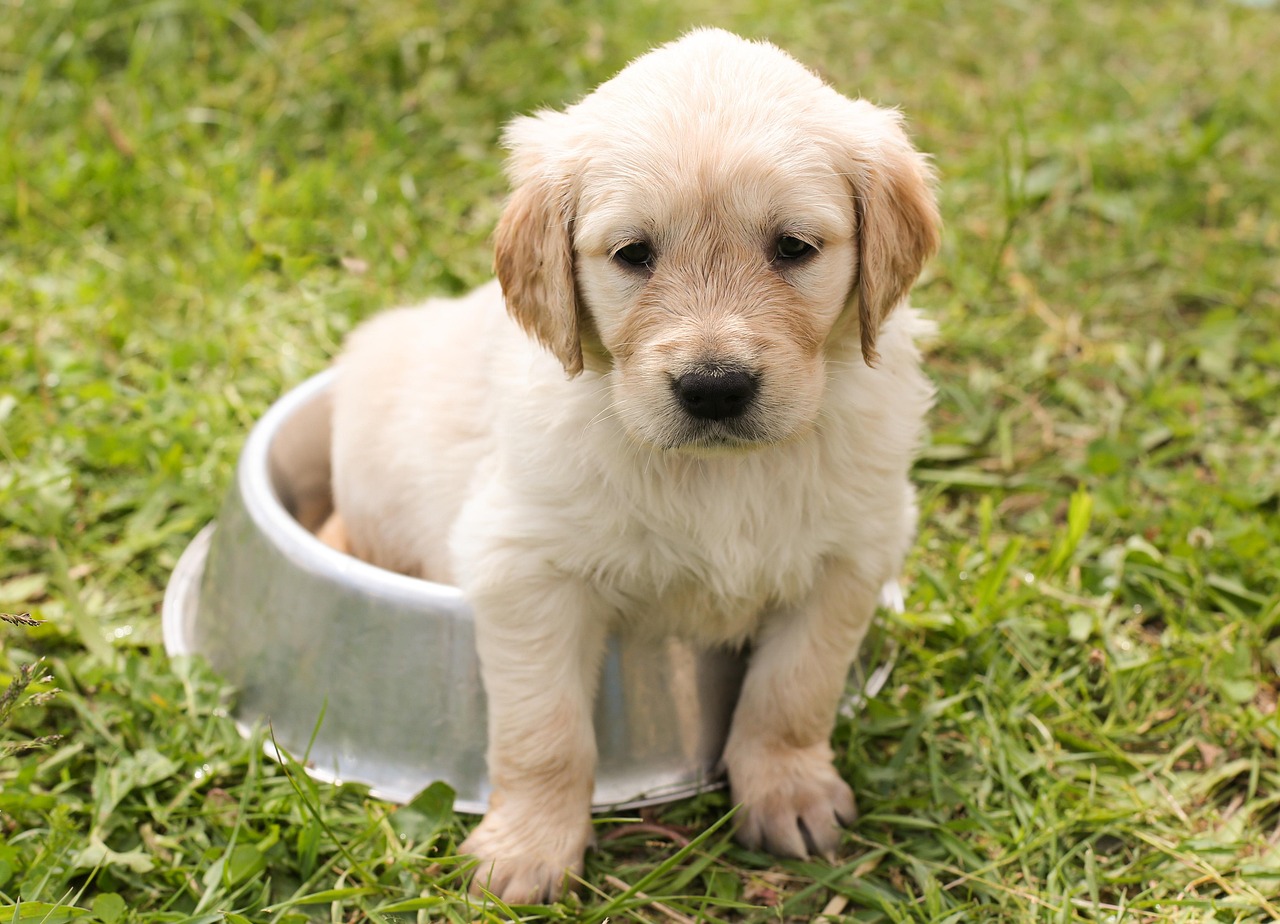 Cachorro Não Quer Comer? 5 Soluções para Cuidar do seu Pet