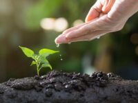 Como as Sementes Certas Transformam a Agricultura