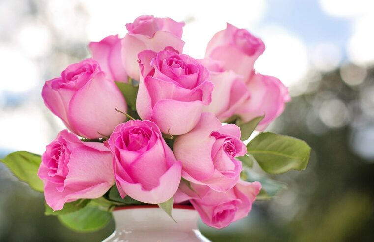 Conservar Rosas Naturais no Vaso: 6 Dicas para Flores Durarem Mais