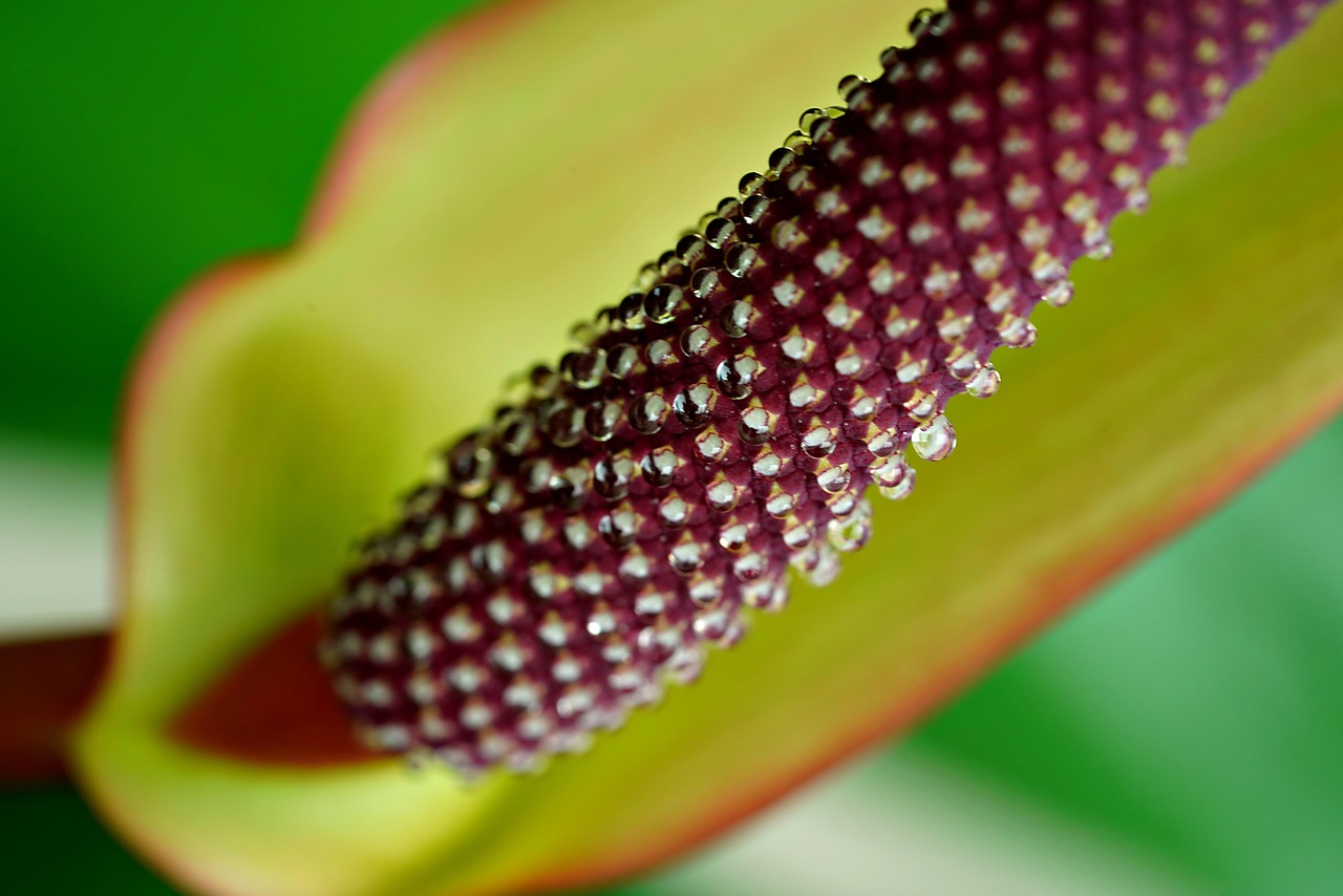 Cuidar de Antúrio: 5 Dicas para uma Planta Sempre Vibrante