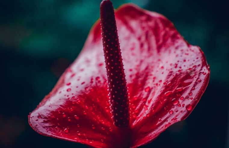 Cuidar de Antúrio: 5 Dicas para uma Planta Sempre Vibrante