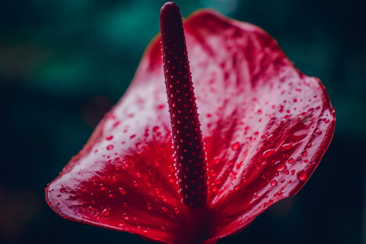 Cuidar de Antúrio: 5 Dicas para uma Planta Sempre Vibrante