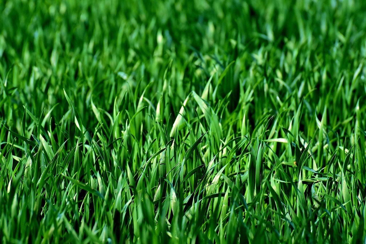 Plantar Grama Esmeralda: 7 Passos para um Gramado Perfeito