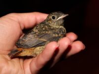 17 Doenças das Aves: Como Identificar e Proteger suas Aves
