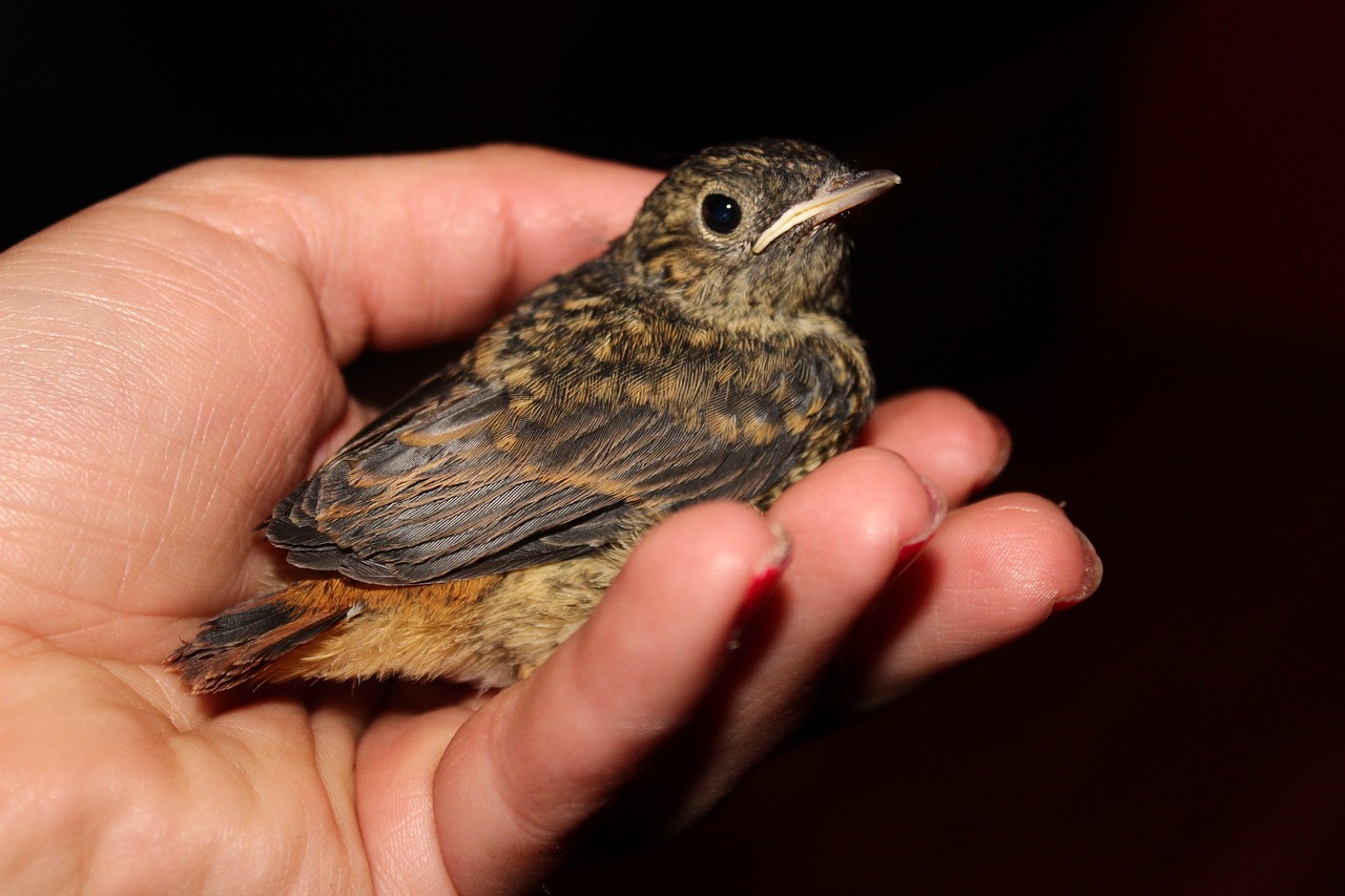 17 Doenças das Aves: Como Identificar e Proteger suas Aves