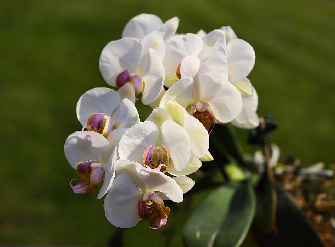 Amarrar Orquídea na Árvore: 4 Etapas para um Cultivo Natural
