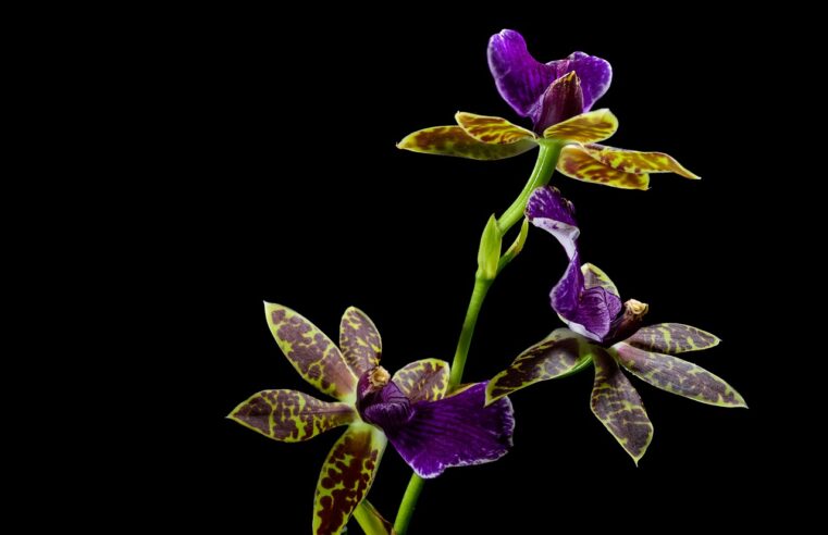 Amarrar Orquídea na Árvore: 4 Etapas para um Cultivo Natural