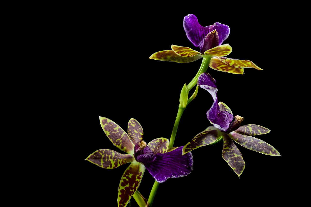 Amarrar Orquídea na Árvore: 4 Etapas para um Cultivo Natural