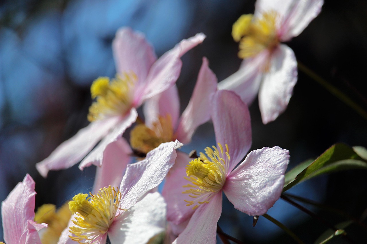 Cuidar de Azaleia: 5 Segredos para Flores Sempre Vibrantes