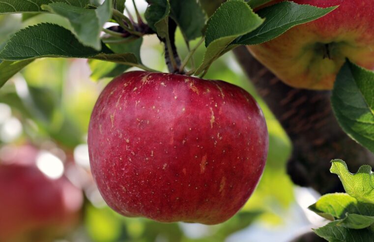 Muda de Jabuticaba: 5 Dicas para um Pé Carregado de Frutos